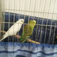 جفت مرغ عشق با لوازم