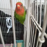 طوطی کوتوله برزیلی