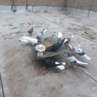 کفتر