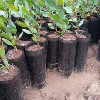 بوته گل محمدی