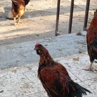 تعدادی خروس گلین چهل تاج کاکلی ریشو شش ماهه|حیوانات مزرعه|رباطکریم, کیکاور|دیوار