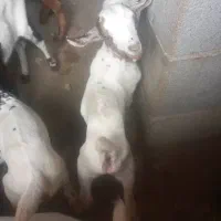 تعدادی بز با کهر و کهر نر و بز ابس فروش یکجا|حیوانات مزرعه|شمیل, |دیوار