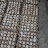تخم مرغ نطفه دار