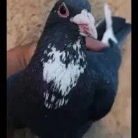 ماده پلنگ گمشده(شهید ابولی)