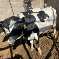 گوساله نر ماده وتلیسه|حیوانات مزرعه|کرمان, |دیوار