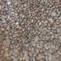 تخم کرچک|عمده‌فروشی|تاکستان, |دیوار