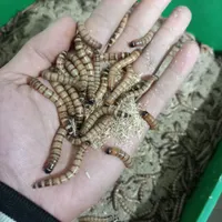 میلورم . سوپر ورم زنده و خشک