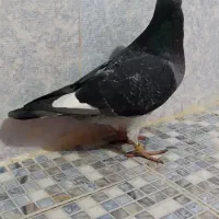 کبوتر پلاکی (مسافتی)|پرنده|گرگان, |دیوار