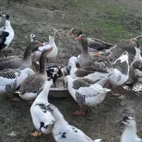 فروش غاز محلی و قو غاز|حیوانات مزرعه|آستانه اشرفیه, |دیوار