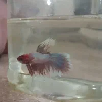 فایتر  در رنگ های مختلف