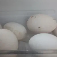 تخم قوغاز