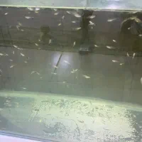 بچه ماهی گوپی|ماهی|هشتگرد, فاز ۳ مهستان|دیوار