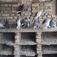 کبوتر|پرنده|فاضل آباد, |دیوار