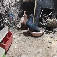 کبوتر المانی کرمونی