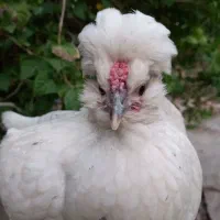 مرغ تخم گذار|حیوانات مزرعه|شادگان, |دیوار