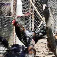 خروس گلین لری