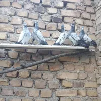 کبوتر پاکستانی|پرنده|ماهدشت, |دیوار