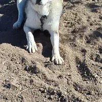 سگ سرابی عراقی|سگ|اردبیل, |دیوار