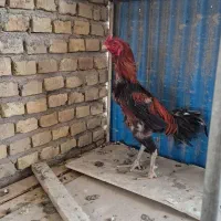 مرغ و خروس لاری