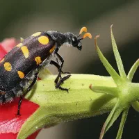 سم پاشی موش کنه سوسک ساس دریک مرحله سم پاشی|خدمات نظافت|نیشابور, قلعه نو|دیوار