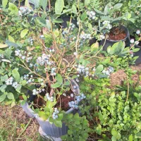 فروش بوته بلوبری