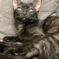 Kittyهفت ماهه