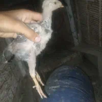 لاری نصل