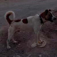 واگذاری