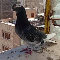 سه تا کفتر کفتر بازی