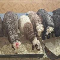 بره سبک و ارزانتر ازهمه جا