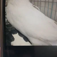 کفتر  یا کبوتر گمشده