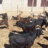 فروش بز یا معاوضه با میش|حیوانات مزرعه|شیراز, نجم آباد|دیوار