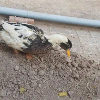 اردک بالغ ۱۰ ماهه|حیوانات مزرعه|تهران, آهنگران (سراسیاب دولاب)|دیوار