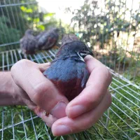 بلدرچین مینیاتوری|پرنده|قائم‌شهر, |دیوار