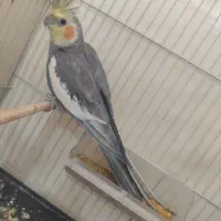 عروس هلندی نر