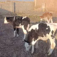 6راس گوساله نر