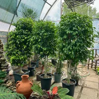 فروش ویژه انواع گل و گیاه در گلخانه یوکا|گل و گیاه طبیعی|بندر انزلی, نامجو|دیوار