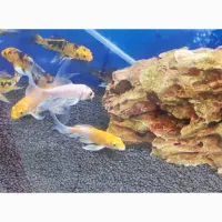 آکواریوم دلفین|ماهی|چابهار, |دیوار