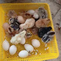 ساخت دستگاه و تعمیرات جوجه کشی تمام اتومات