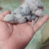 جوجه برزیلی|پرنده|خرمشهر, |دیوار