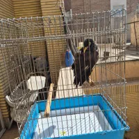 مرغ مینا سخنگو|پرنده|اصفهان, مولوی|دیوار