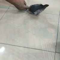 کاسکو|پرنده|مشهد, موسوی قوچانی|دیوار