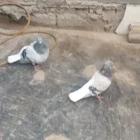 سلام دوجفت اشعل برای فروش