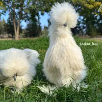 ابریشمی کوشین سبرایت یوسل برهما لاری سلطان پولند