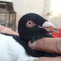 بچه غول افغانی|پرنده|قم, دروازه قلعه|دیوار