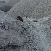 پنچ عدد توله سگ|سگ|کرمانشاه, |دیوار