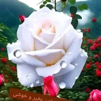 فروش سیم کارت دائمی قدیمی رند