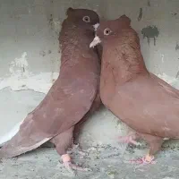 سرخ تخت دم سفید