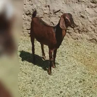 دوتا بز آوست