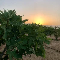 فروش باغشهری|فروش زمین و ملک کلنگی|شیراز, حافظیه|دیوار